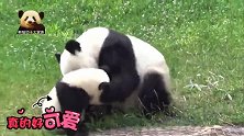 熊孩子梦圆放肆胡闹调皮得不像话，熊猫梦梦：家有熊孩子我太难了