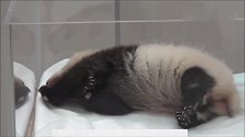 熊猫宝宝伸个懒腰都这么萌，好想抱抱它