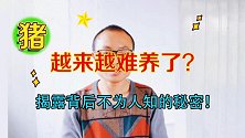 猪为什么越来越难养，农村养猪人揭露背后不为人知的秘密！