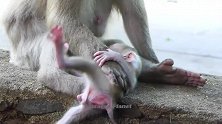 小猴央求母猴给它喝一点点奶，母猴非常无情的拒绝了！