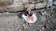 小奶猫吃饱喝足了就往喂食靠，主动求撸，真是太可爱了