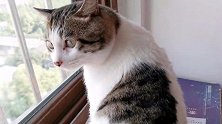 猫咪爬上窗见窗子没开，一脸不开心不给我开，我自己开…太逗了