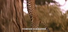 花豹爬上树啃树皮什么时候改吃素了，下一秒却拖出一个大家伙