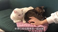 猫咪在家宅不下去了，并且都快断粮了，带着猫咪去超市买点菜！