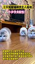 三只短腿猫模仿主人拖地，小步伐太魔性！
