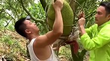 原来菠萝蜜都是这么采摘的，要是没点力气还干不了，几十斤的菠萝蜜就被摘下来了！