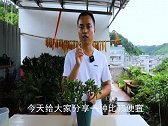 适合懒人养开花的植物，最适合养在室内，不用管四季能开花