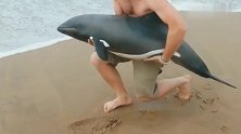 老外把搁浅在沙滩上的本格拉幼海豚抱回海里，真有爱