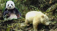 奇趣！四川卧龙自然保护区首现白色大熊猫，专家：全球首例