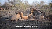 2只雄狮合伙欺负母狮，就为了一口吃得，网友：太过分了