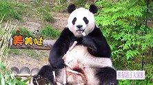 可可爱爱“没有脖子”的熊猫华妮又来圈粉了！乖乖吃笋的样子好萌