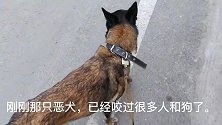带马犬沧海打疫苗，兽医吓得针都拿不稳，结局让人很意外！