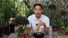 用香蕉皮制作肥水，加一种常见东西，肥力增强