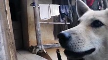 中华田园犬，乖巧懂事不抢主人手上食物，红薯和芋头它会选哪个呢