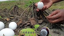 小哥将鸡蛋敲碎放入草丛，稍作等待后，鸡蛋全部开始“抖动”！