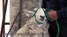 常言道“待宰的羔羊”，为何杀羊时羊不反抗，真的是你想的那样？