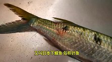 日本厨师分割尖嘴马步鱼，快刀去骨切块下锅油煎！