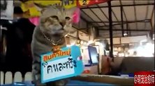 一只猫老板，表情很凝重：怎么没人来买菜呀！
