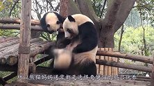 熊猫生娃多“逆天”？饲养员全凭心情，不想生就自动停止妊娠！