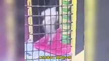 男童游乐场被陌生孩子勒脖追赶，从1米高台推下摔落，现场曝光！