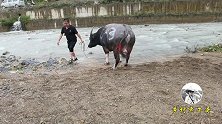 涨大水了牛主还放牛来这里，不怕牛被水冲