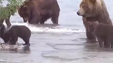 棕熊妈妈带幼崽到河里捕食大马哈鱼，小熊吃得津津有味！