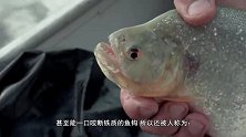 食人鱼的胃酸到底有多强将火腿肠扔进去，没留下一点儿渣