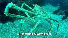 全球最大的螃蟹：长4米可以活100年，鲨鱼都不是其对手!