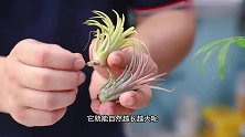 空气凤梨是少见不用土壤也能生长的植物，但是接触土壤更适