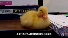 世界上最贵的宠物鸭子，一只价格高达15000元，一般人养不起