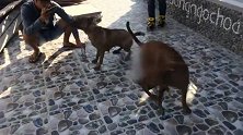 两条越南富国犬在院里约会玩耍，都很青睐对方