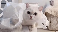 是不是所有猫咪对纸袋都没有抵抗力？主人：这货五块，要吗？