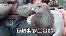 信鸽鉴赏：几只台鸽，你更看好哪一只？
