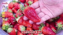 草莓别总挑又大又红的，教你3个小技巧，选出的草莓最好吃