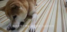 宠物选择秋田犬的真相，你将会多么幸福