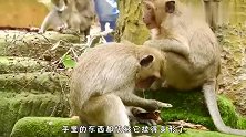 猴子抓到癞蛤蟆，本以为猴子会吃掉它，最后猴子竟然这样对它