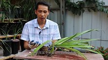 把菠萝移栽到花盆，生长效果好不好呢？