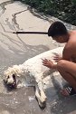狗子主人你轻点，毛都给我擦掉了