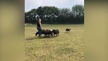 英国：一边牧犬失去听力被抛弃，学习手语后重新上岗牧羊