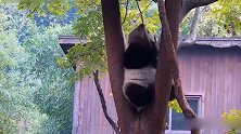 一只胖胖的熊猫，拿着棍子非要打猴拳，3秒后笑死了！
