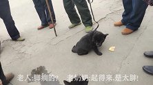 小狗太胖卖不掉，瘦狗却卖了280元高价，黑仔和老奶奶最新情况