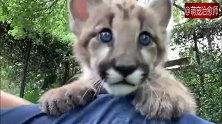 大猫体型尚弱小，但却有着与生俱来的强悍、倔强和勇猛！