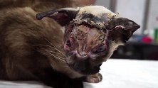 一只脸部严重烧伤的猫，就在快放弃时遇到好心人救助