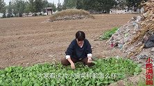 姑娘地里摘青菜，在垃圾堆捡到三包零食还可以吃，带回家赚到了