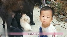 宝宝看狗崽吃奶直眼馋，接下来爸爸说的话，让萌宝瞬间蒙圈了
