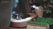好可爱的猫咪们啊，看人家在睡觉，你可不能去吵醒哦！