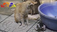猫咪面对八条腿的螃蟹也感到好奇，煮成红螃蟹应该就不怕了吧？