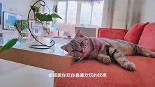 猫咪推翻相机不让主人拍视频，真像个耍脾气的孩子，主人花式哄猫
