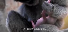 刚出生的长臂猿宝宝，网友：这模样长得让人大开眼界
