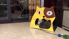 两只猫咪抢地盘，谁打赢了就获得小鱼干！